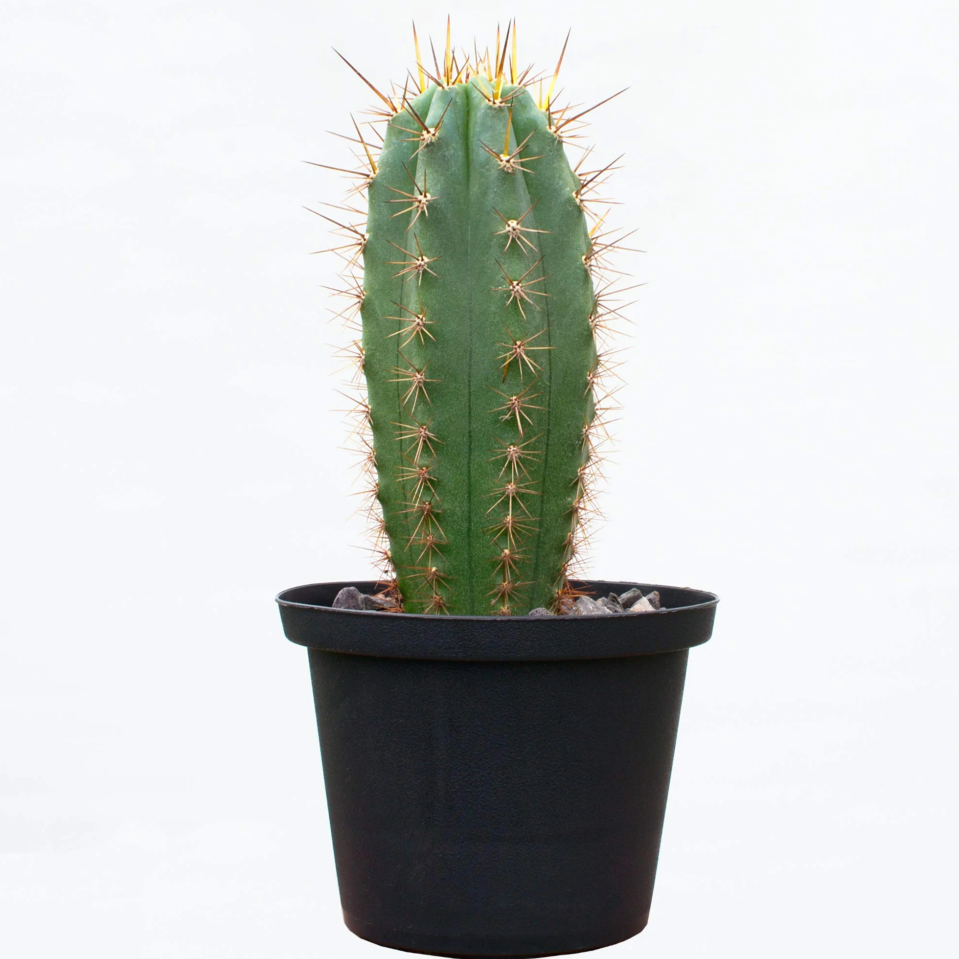 Trichocereus pachanoi (San Pedro, 8 cm)