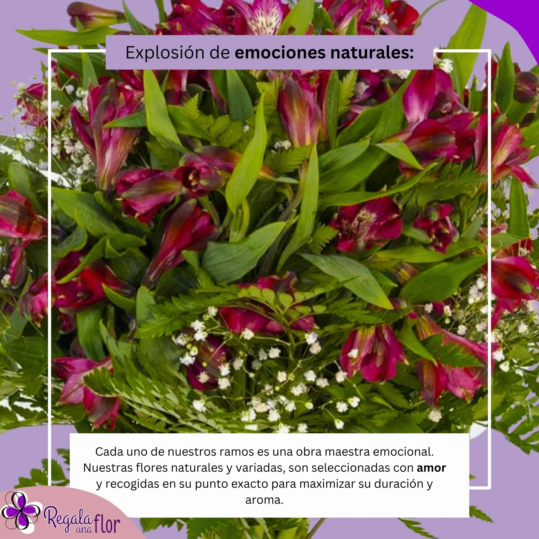 REGALAUNAFLOR | Ramo de flores naturales a domicilio | Entrega puntual en 24 horas de Lunes a Sábado | Con tarjeta de dedicatoria | Alstroemeria roja