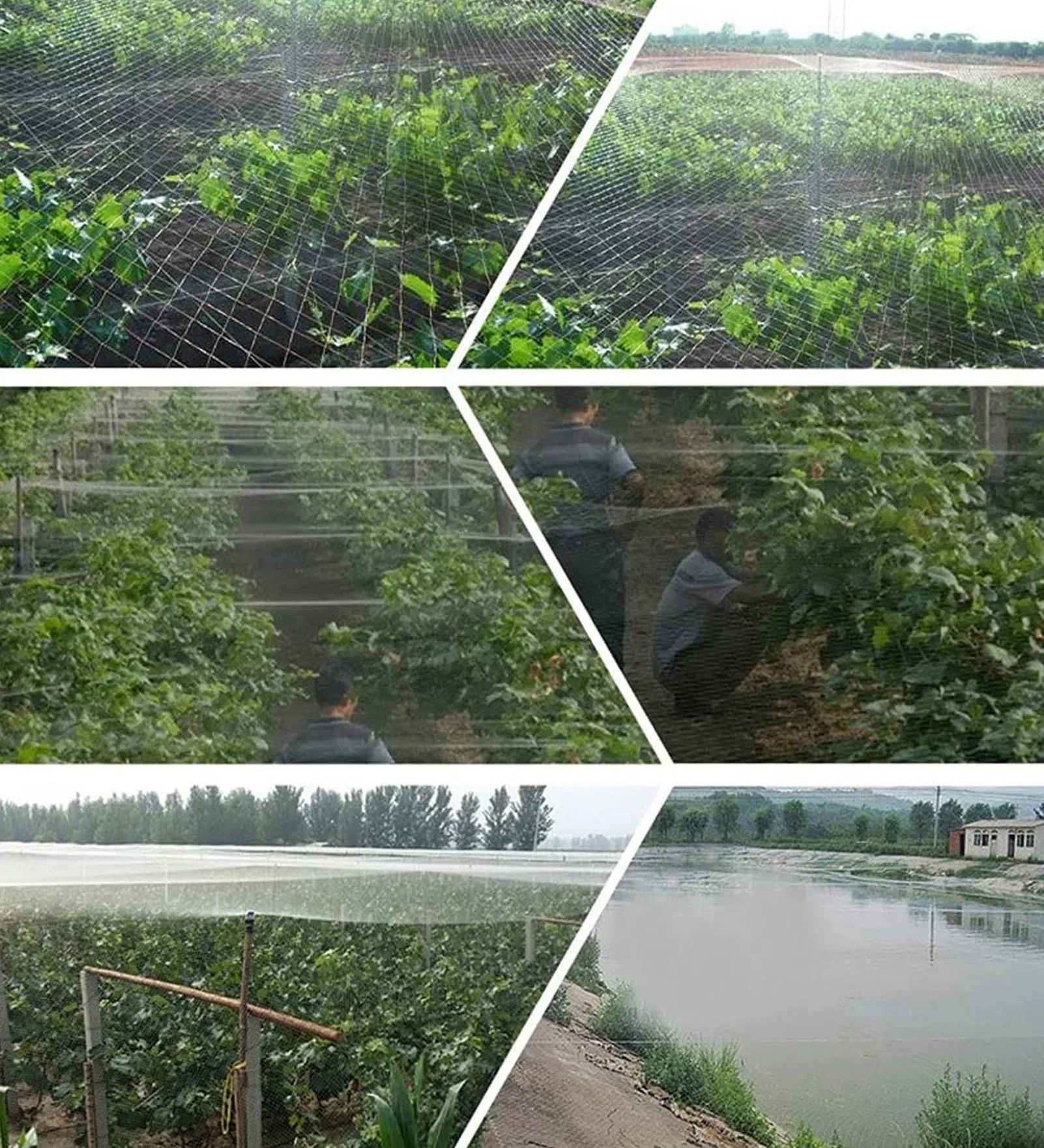 Malla Antipajaros, Red para Pájaros, Malla Antipájaros Red para Multiusos, Redes de Protección para Jardín Arboles Frutales Plantas Verduras(Size:7m x 30m)