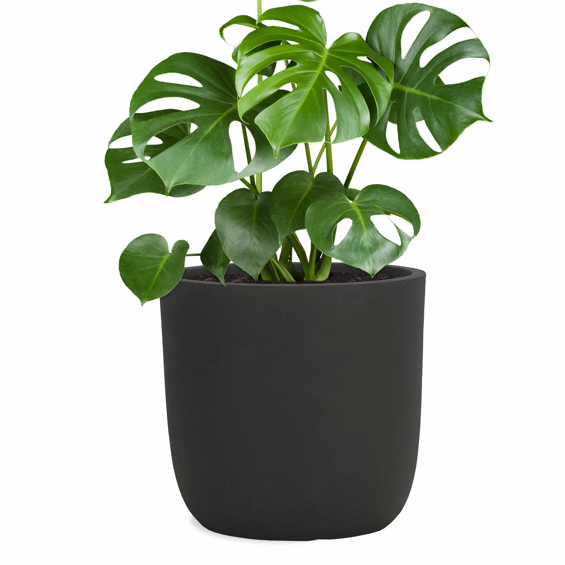 Pflanzwerk® Jardinera Fibra de Vidrio Cup Ø34cm Antracita *Maceta a Prueba de heladas* *Protección UV* *Calidad Europeo*