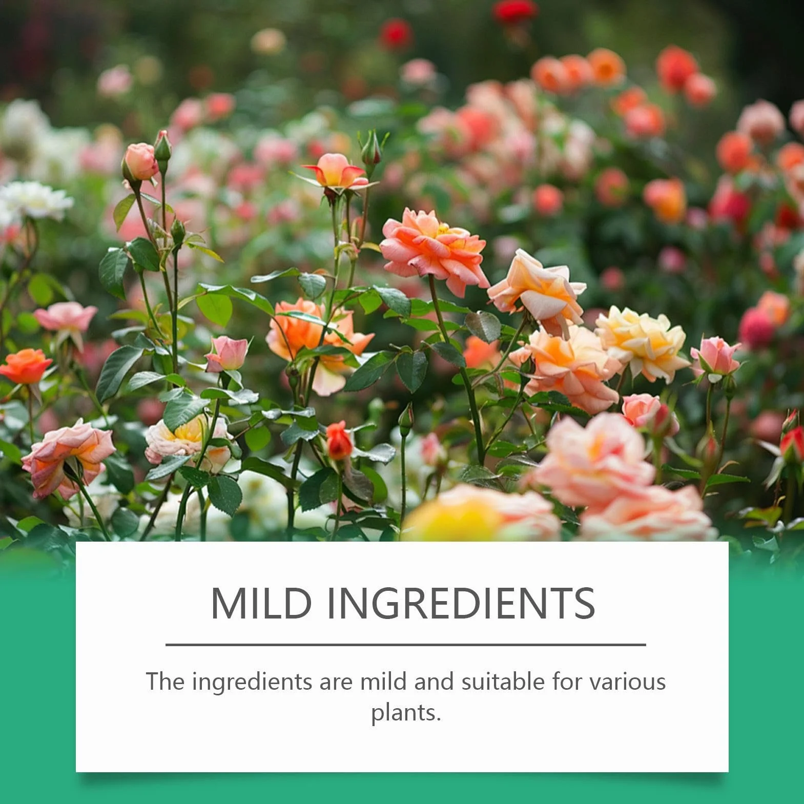 Alimento Para Flores Cortadas | Líquido 100 ml Nutrientes Hidropónicos | Suministros De Jardinería Para Césped Hidroponía Y Vitalidad De Macetas Interior Exterior