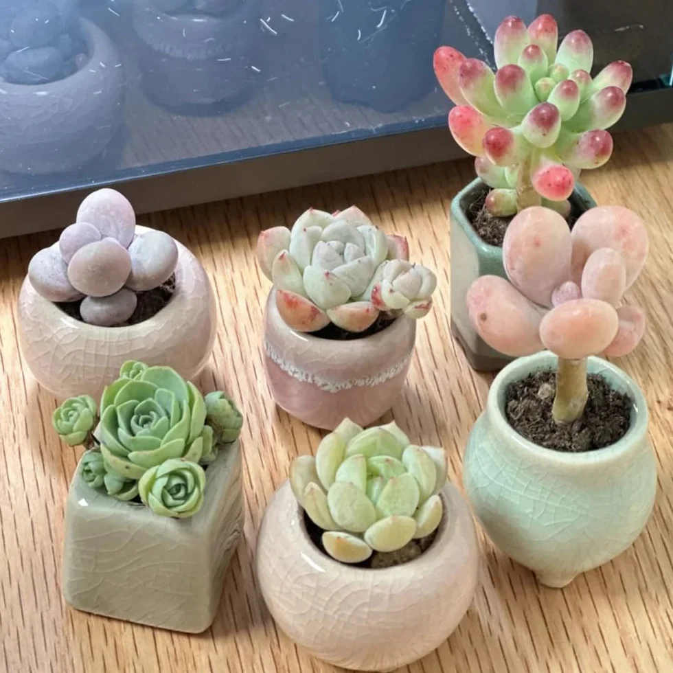 Semillas de suculentas, semillas exóticas, semillas para el invernadero del balcón 250pcs