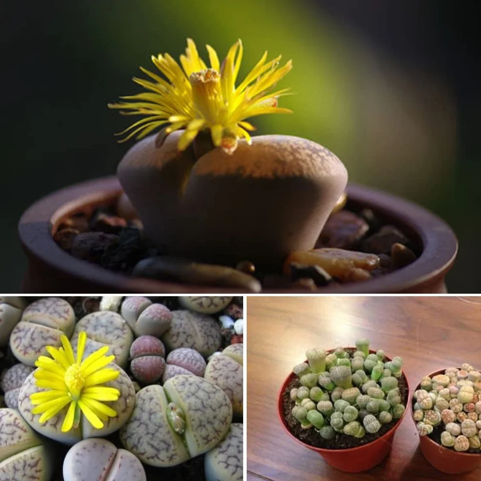 100 Unids Mezcla Rara Semillas de Lithops Piedras Vivas Suculentas Cactus Semillas a Granel Saludables para la Plantación de Jardín
