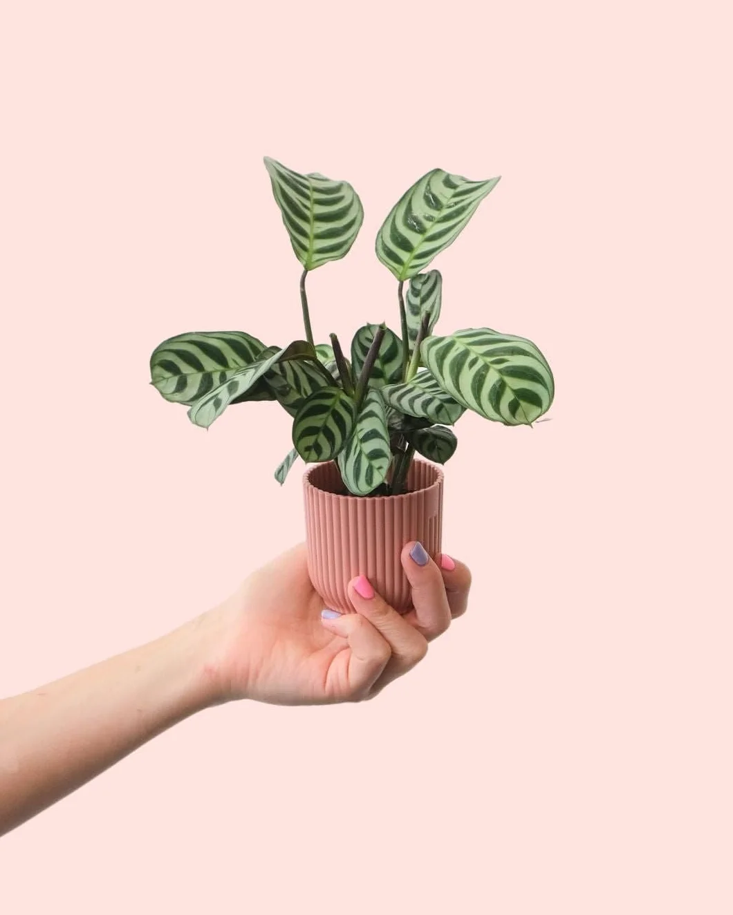 PUR PLANT Maranta amabilis | Planta natural de interior pet friendly | Tropical, compacta y decorativa | Hojas verdes con vetas plateadas | Maceta de Ø5 cm