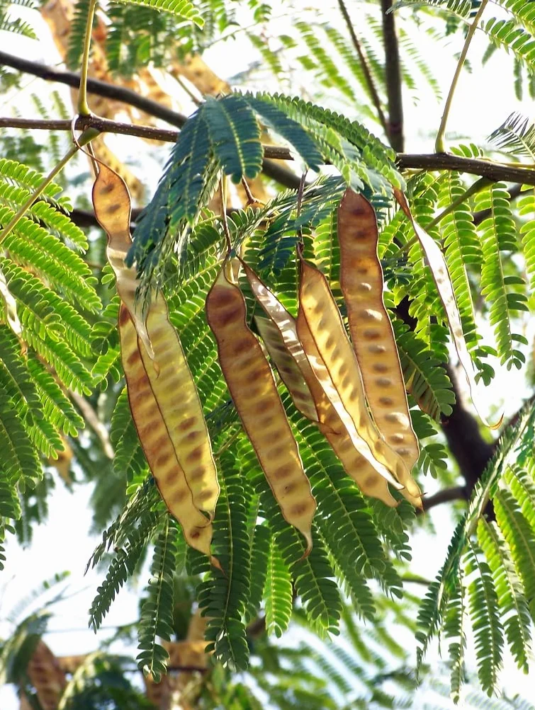 20 Semillas de Acacia de Constantinopla (Albizia Julibrissin) - Árbol Ornamental de Flores Rosadas