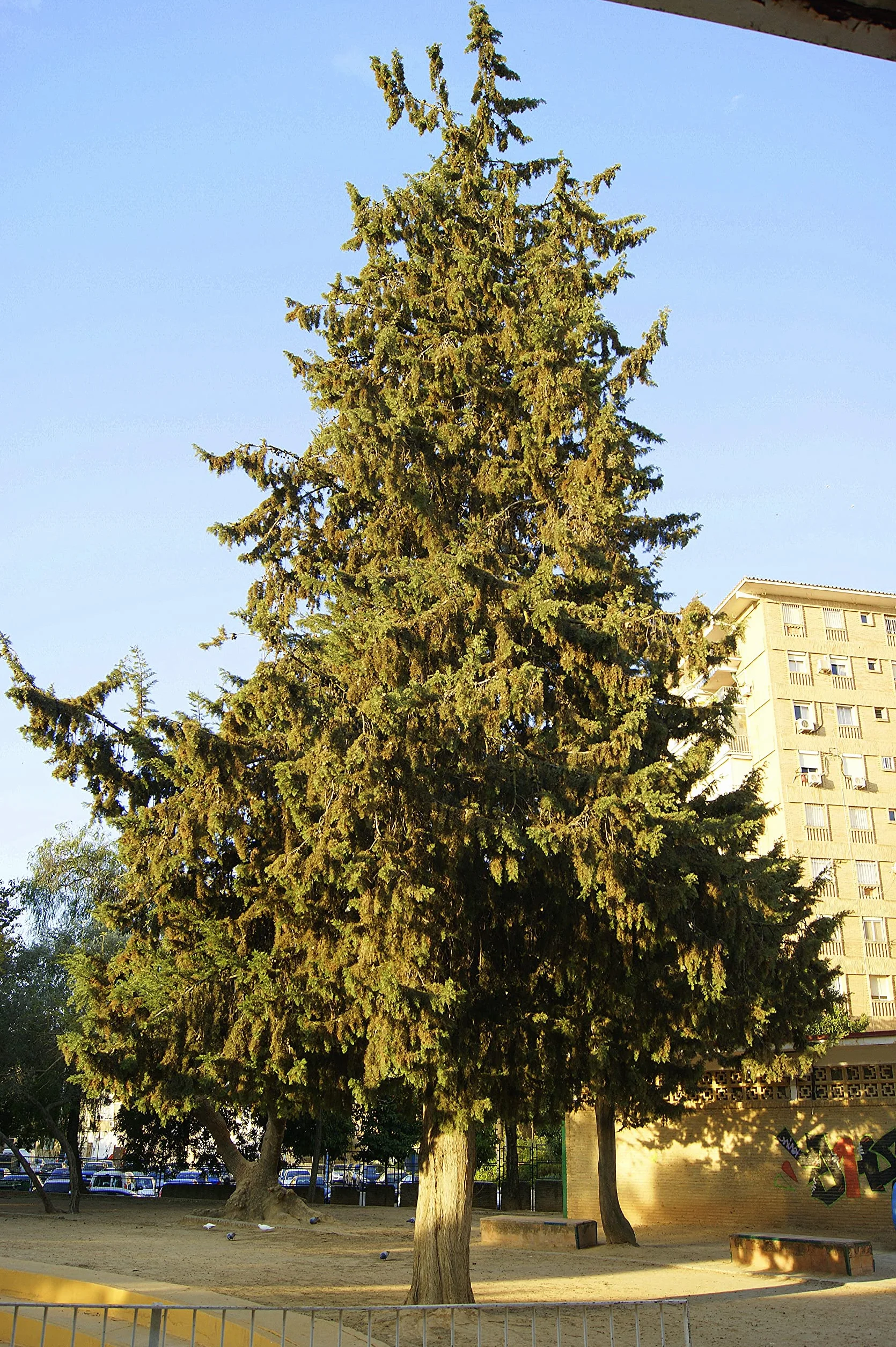 100 Semillas Ciprés Horizontal (Cupressus Sempervirens Horizontalis) Verde