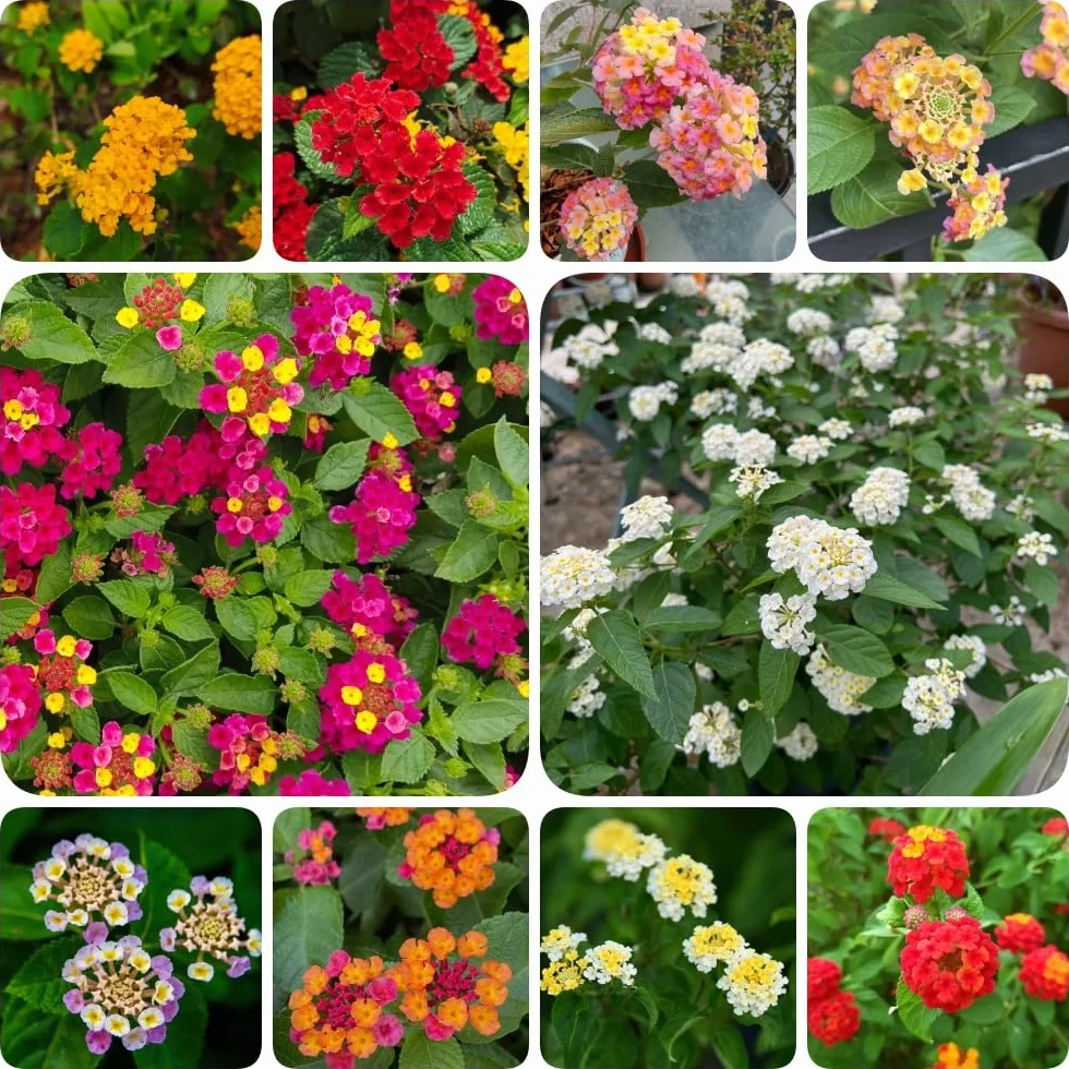 Semillas de lantana - semillas de silvestres resistentes para el jardín de balcón resistentes 550pcs