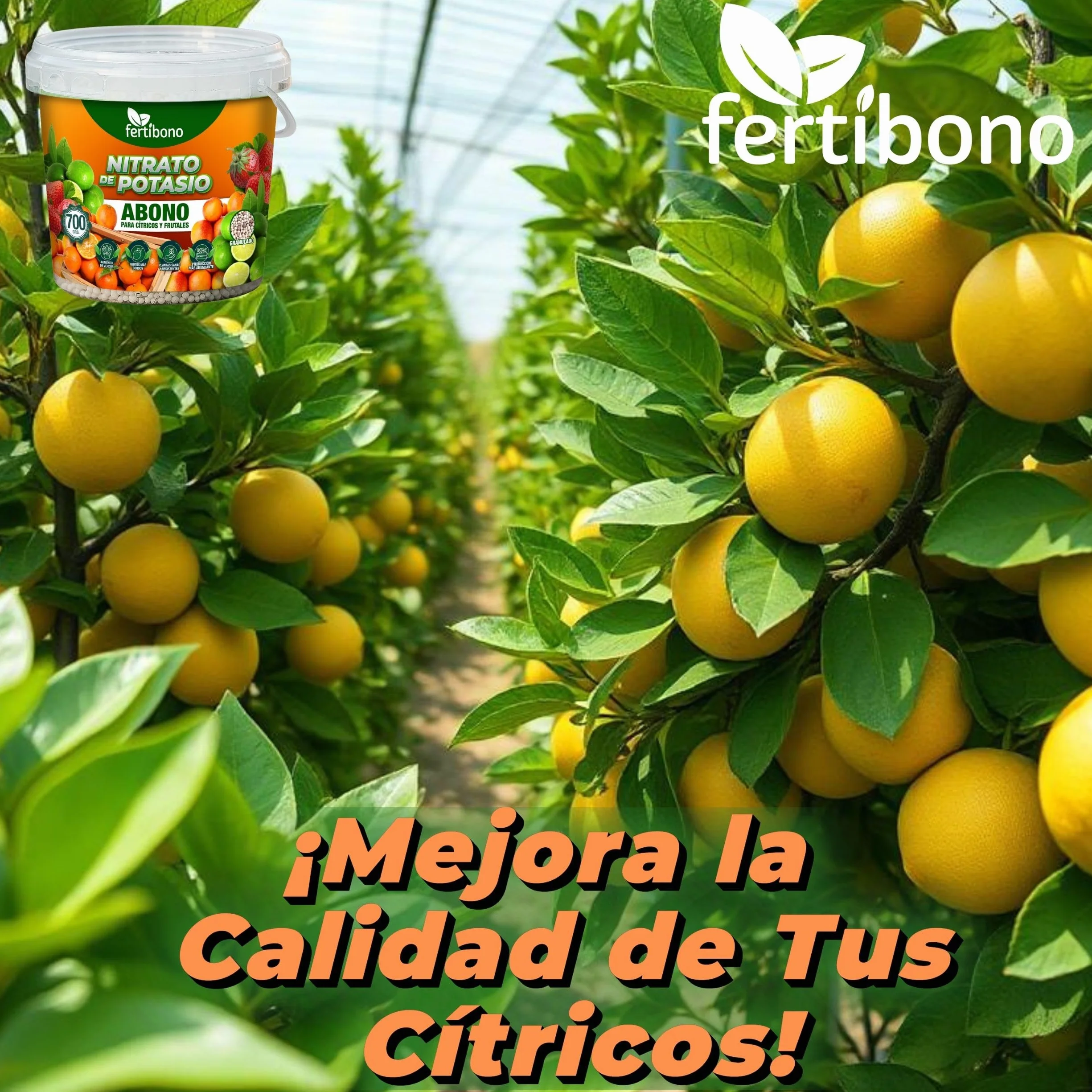 FERTIBONO Nitrato de potasio,Puro (KNO3) 13-00-46, Aumenta el Tamaño y la Calidad de la Fruta, los Azúcares y el Rendimiento de los Cítricos (700 Kg)