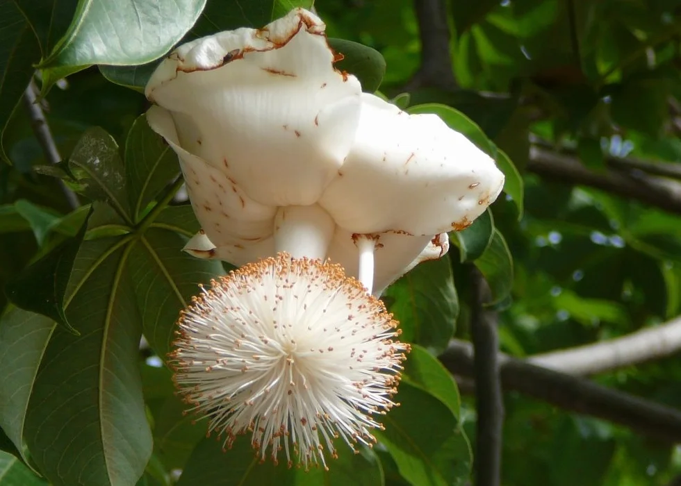 SAFLAX - Árbol del pan del mono - 6 semillas - Con sustrato estéril para cultivo - Adansonia digitata