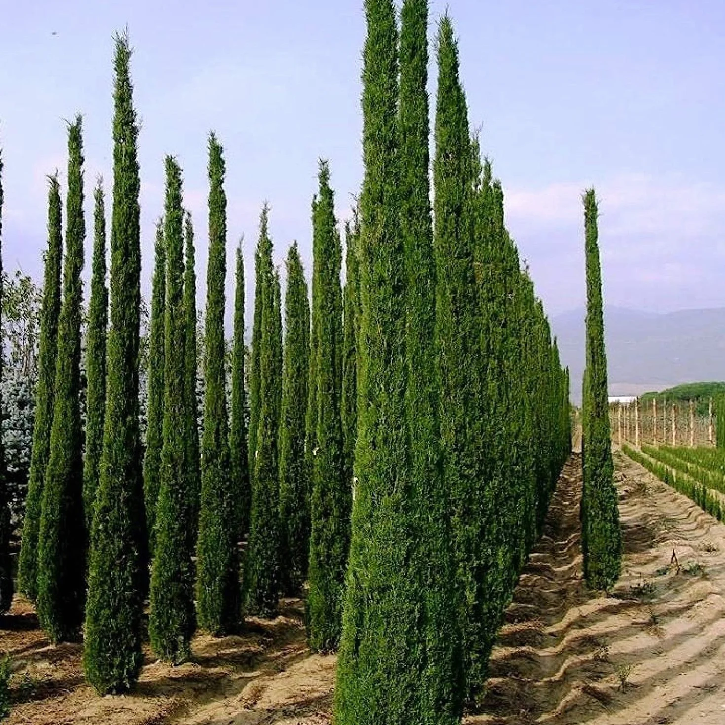 100 Semillas Ciprés Mediterráneo (Cupressus Sempervirens Pyramidalis) Verde