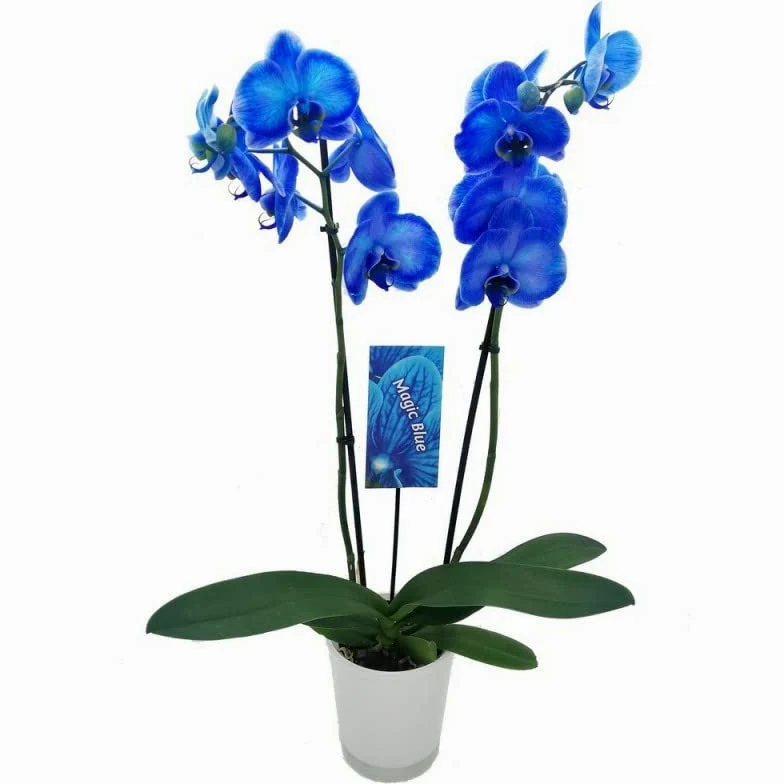 Orquídea Royal Blue DECOALIVE Phalaenopsis Azul Natural de Interior +60cm