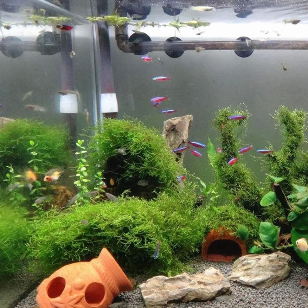50 semillas de plantas de acuario, decoración de pecera de tortuga, hierba de agua