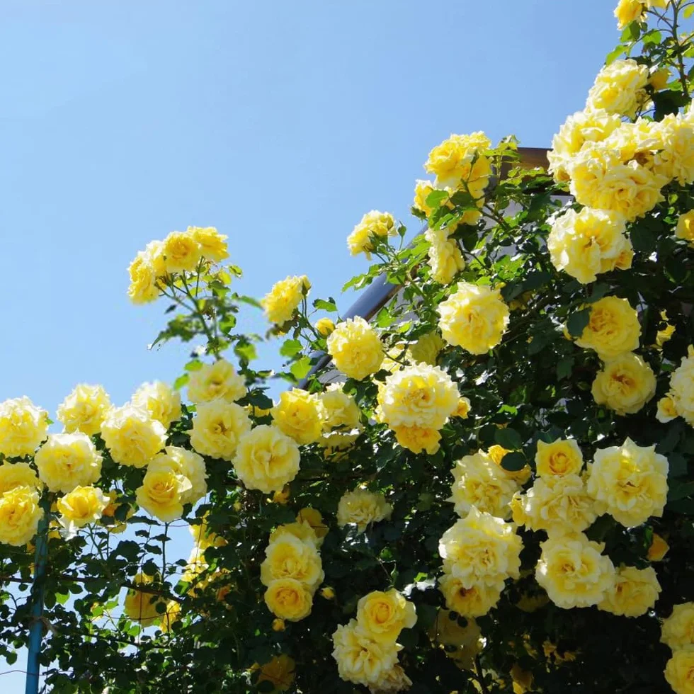 200+ Rosas Trepadoras De Colores Variados Para Decoración De Jardines, Balcones y Jardinería Vertical, Resistentes Al Frío, Perennes, Rosas Trepadoras Sin Espinas