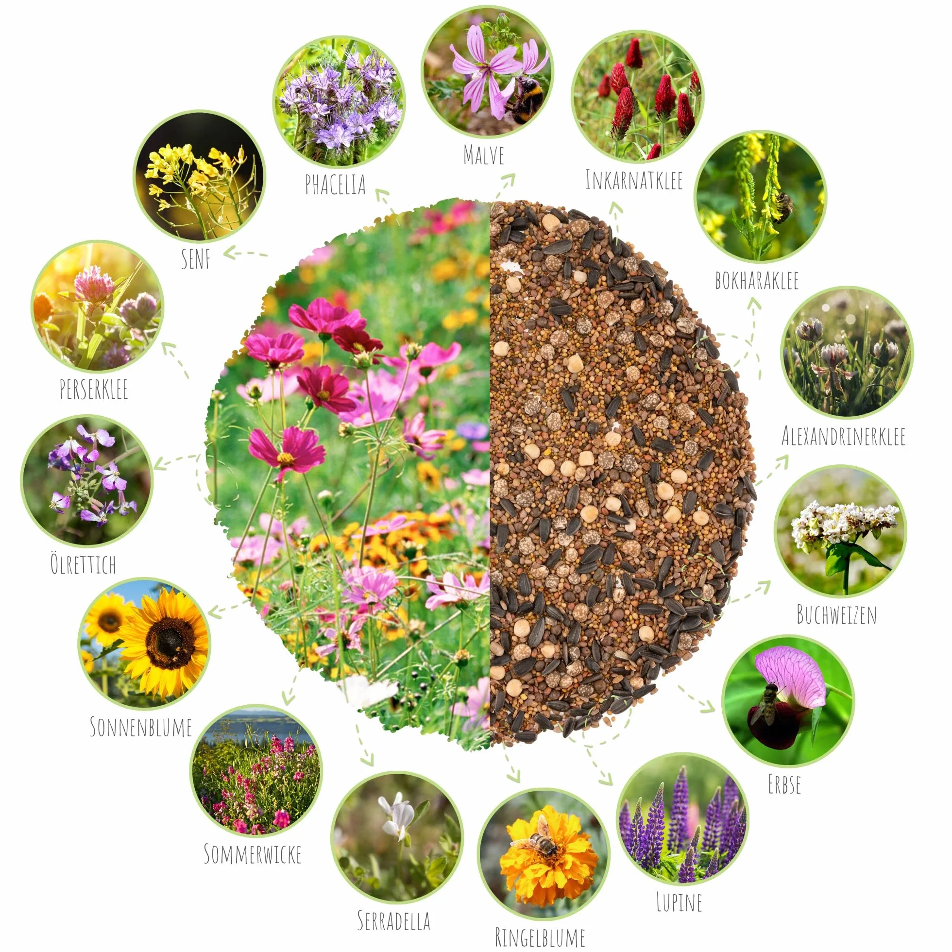 100 g de semillas de pradera floral para un colorido pastizal de abejas - Mezcla de semillas de flores silvestres coloridas y ricas en néctar para abejas y mariposas (incluye GRATIS eBook)